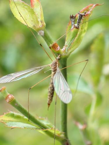 Réf. 240 955 : Tipula sp.